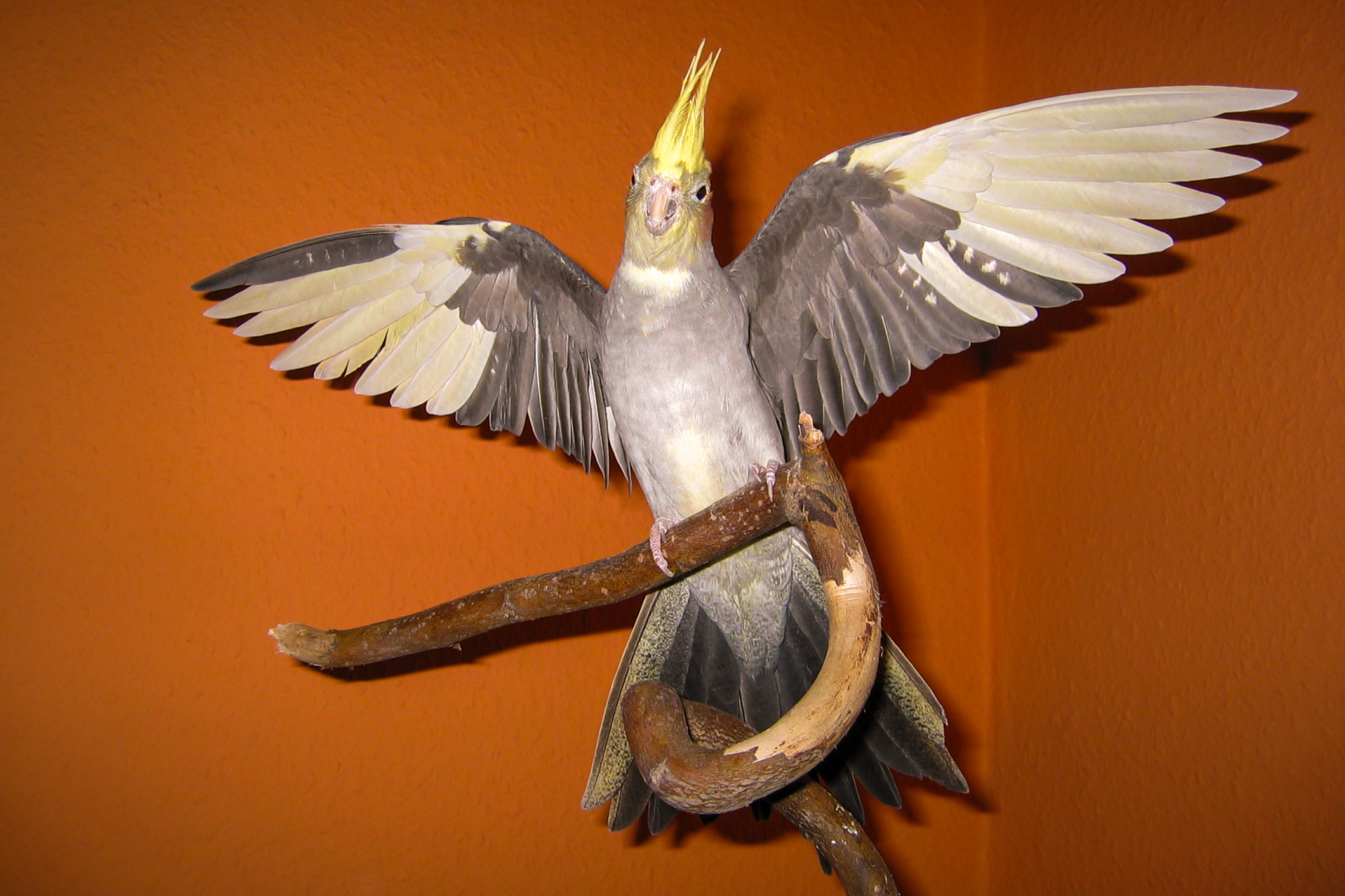 poddi fotografie