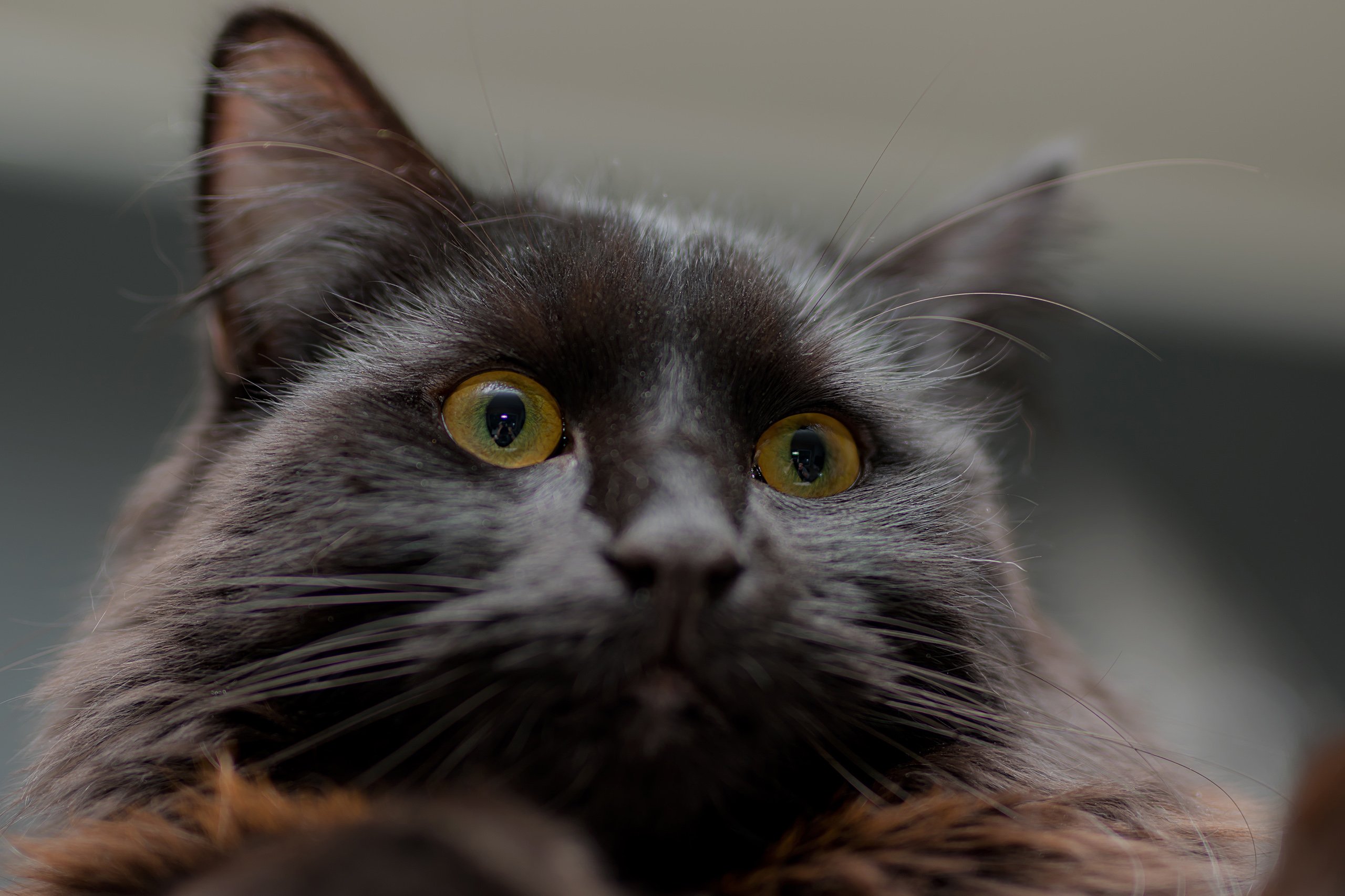 poddi fotografie