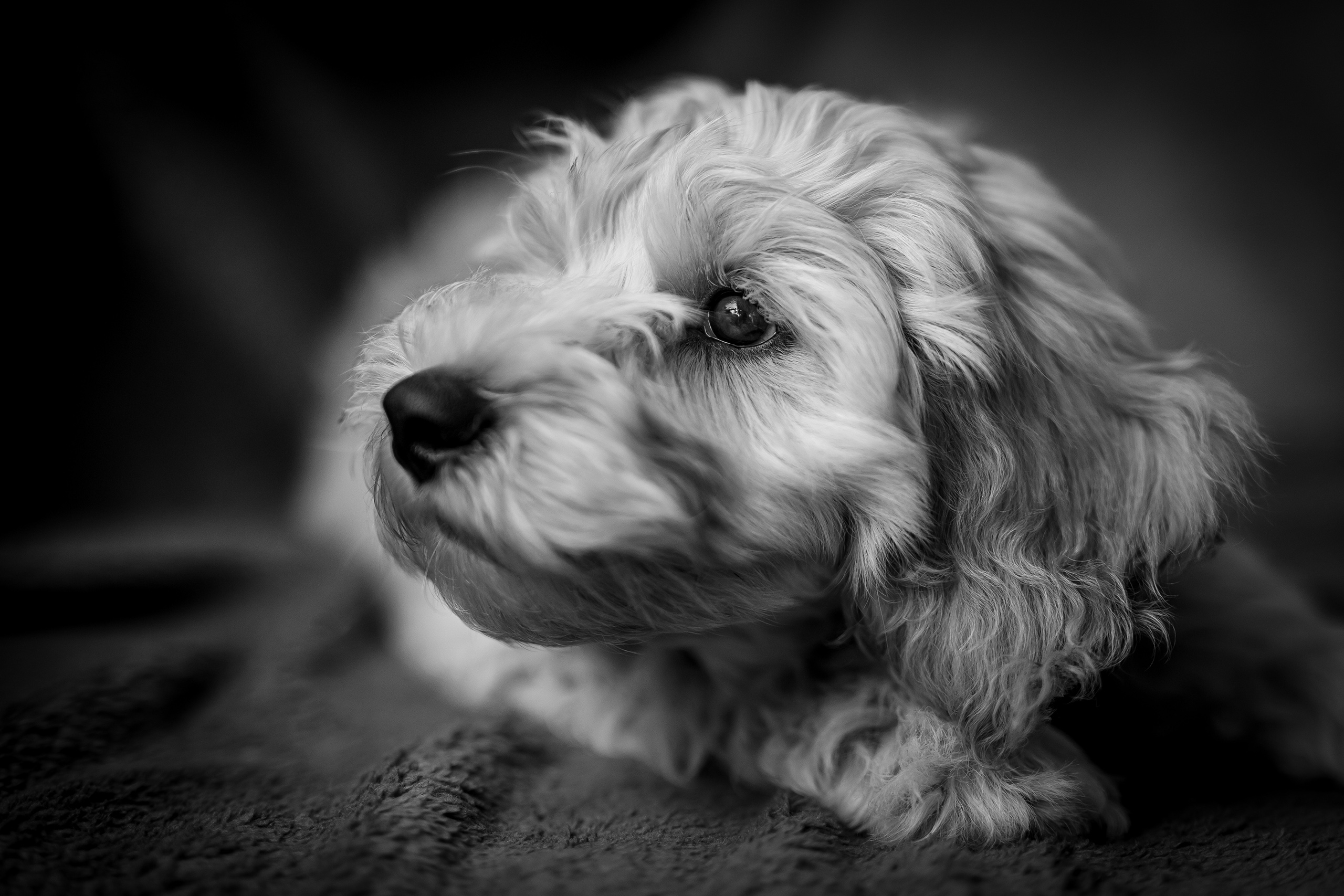poddi fotografie